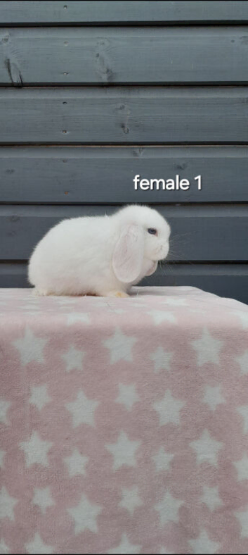 Beautiful female mini lops