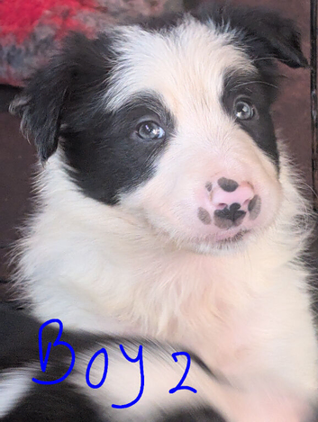 5 border collie puppies