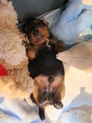 Pedigree yorkies ready June 30th 2026 one Edit All reserved now left!