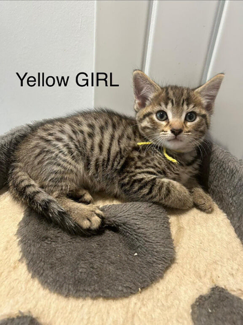 Main Coon / Bengal Mix 4 Girls