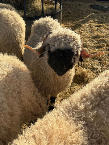 Gorgeous Valais Blacknose Shearling Rams