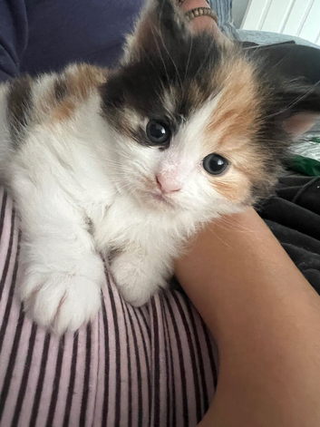 8 week old girl kitten