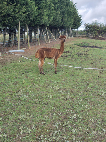 Alpaca boys for sale