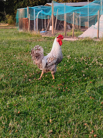 Crested cream legbar