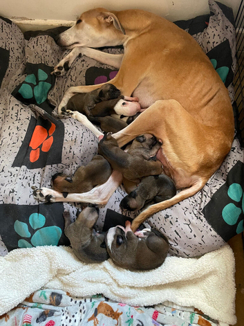 Lurcher Puppies