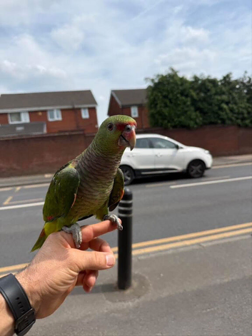 Amazon parrot  15 months old he said hello very good bird friendly I&rsquo;m not got time for it that&rsquo;s why I wanna go  name is olive