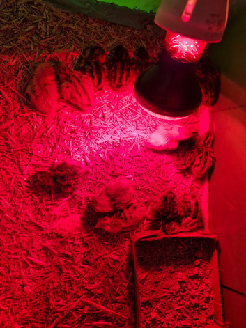 20 Quail Chicks few Days Old
