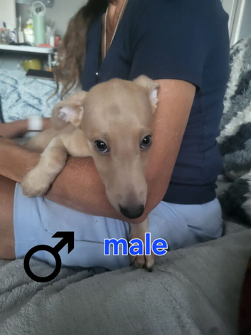 Beautiful Whippet Puppies - Boys & Girls