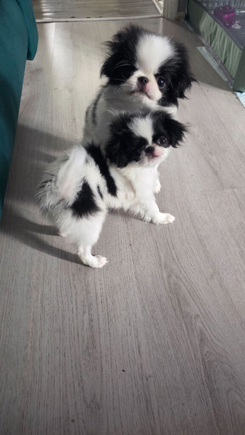 Beautiful Japanese Chin puppies