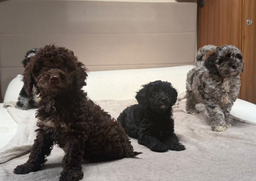 Cockapoo puppies available now
