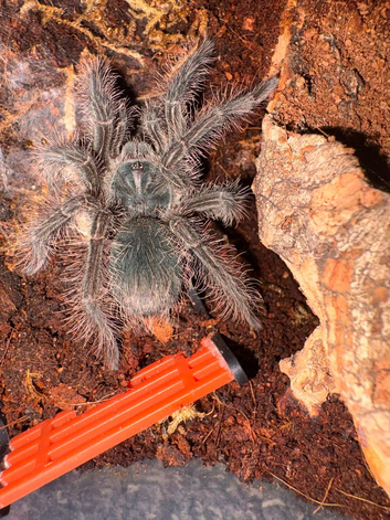 2 Theraphosa