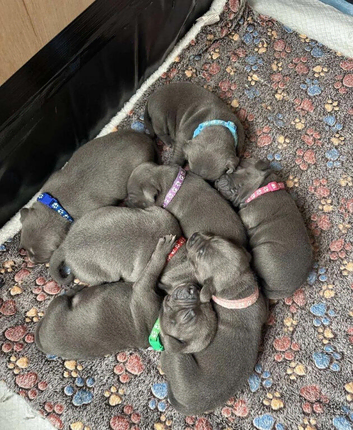 Gorgeous Home raised Blue Staffy Puppies
