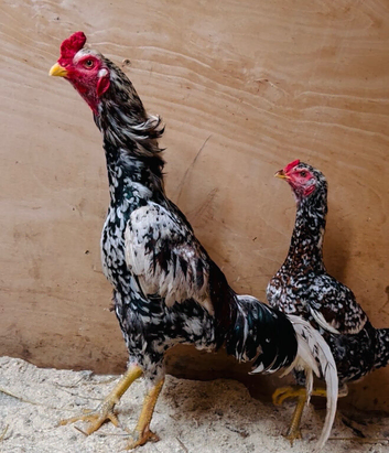 Aseel Chicks & Hen