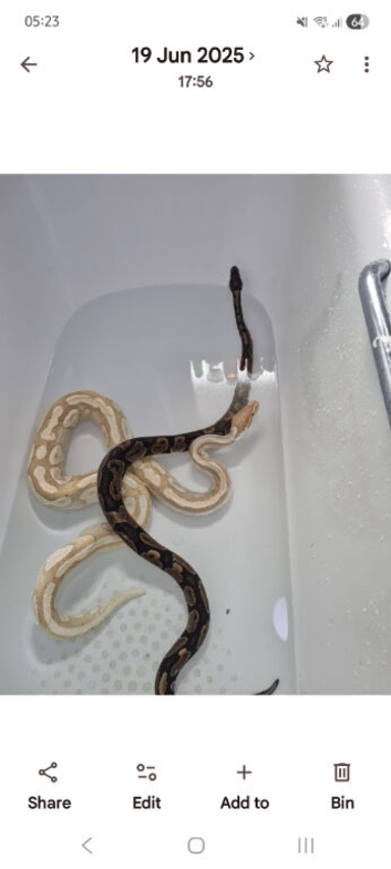 Royal pythons ⁸