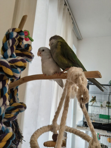 Sierra Parrot and Parrotlet Pair With Cage