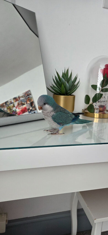 Looking for a new home for our Quaker Parrot Echo