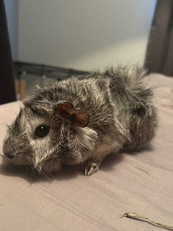 Bonded guinea pig boars