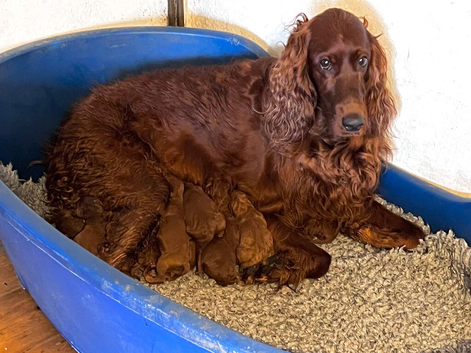 Stunning Irish Doodle Puppies