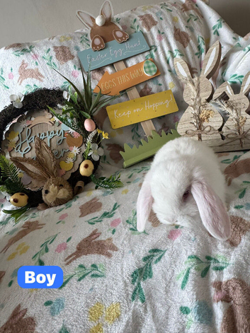 Mini lop bunnies available