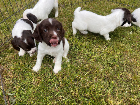 Working springer pups