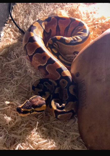 Selling snakes since the original owner cant look asfter them