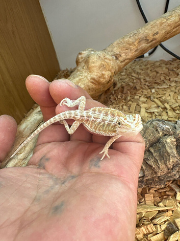 12 week old bearded dragon