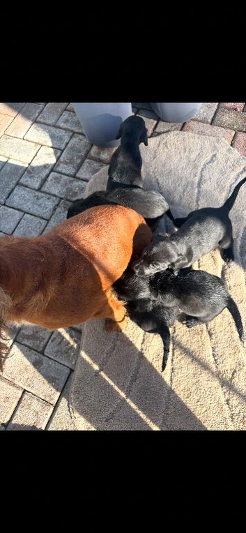 Cocker spaniel