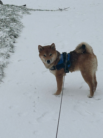Male stud available
