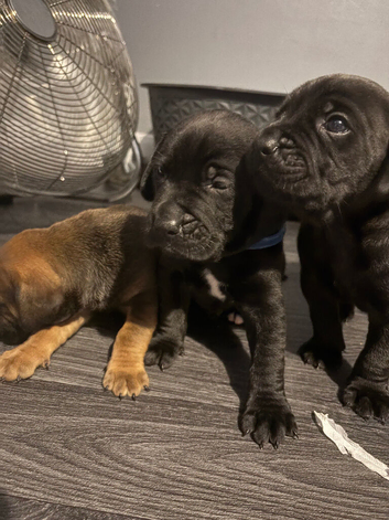 Sharpei x staff x cocker spaniel