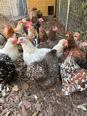 Pekin hens for sale