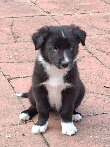 LAST GORGEOUS PUP