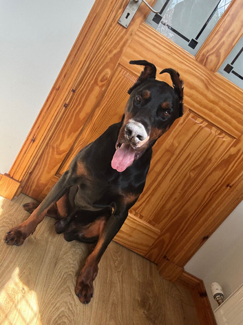 Friendly 3-Year-Old Male Dobermann - Good with Kids & Dogs