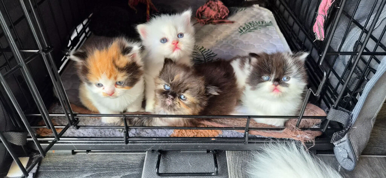 Beautiful kittens