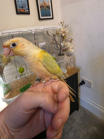 Handreared Tame conure 325 ono