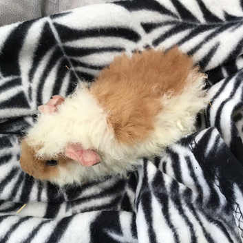 Baby Fluffy Guinea Pigs Ready Now