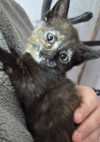 Kittens