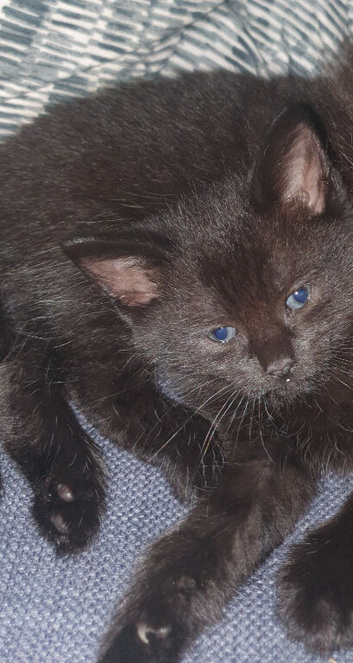 Kittens ready for new homes