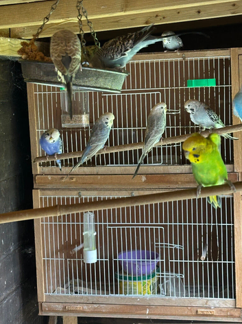 Budgies for sale