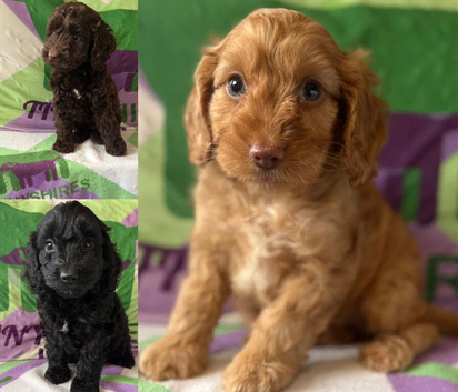 F1 small mini cockapoos various colours 30 dna health tested clear