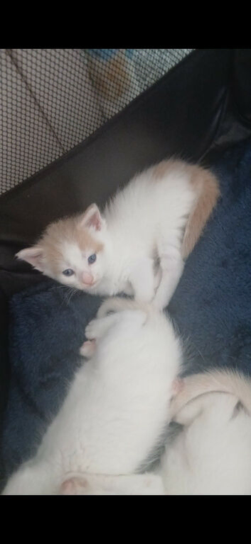 6 kittens available