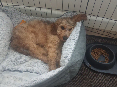 6month male pup