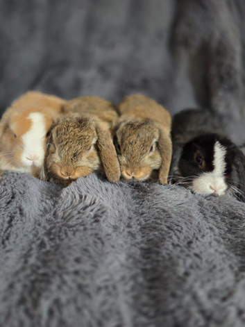 Mini lops for sale