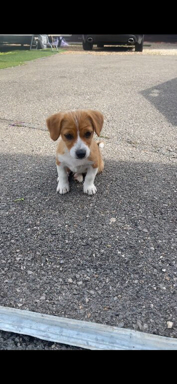 Jack Russell short legged boy Puppy