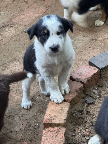 Border collie puppies for sale
