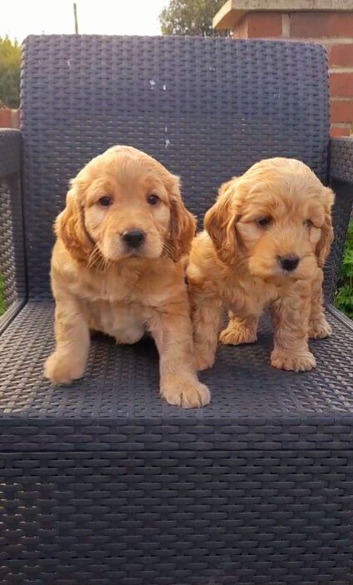 Beautiful Miniture F1 Cockapoo Puppies