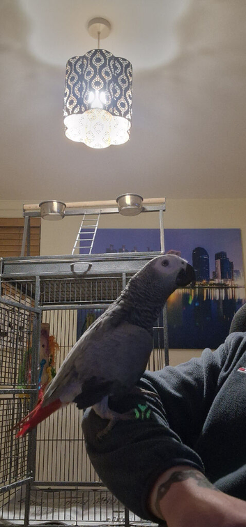 Gorgeous African grey forsale