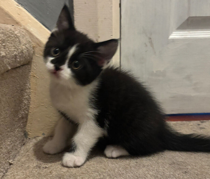 Male kitten for aale