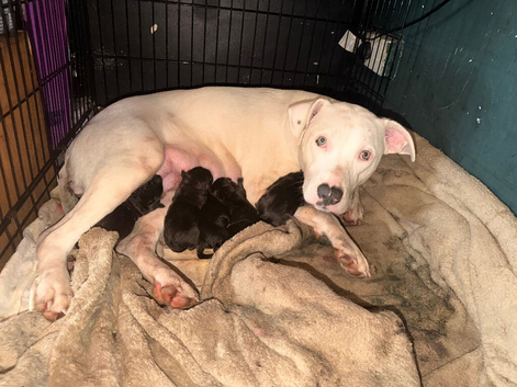 Stunning Labrador x American bulldog pups