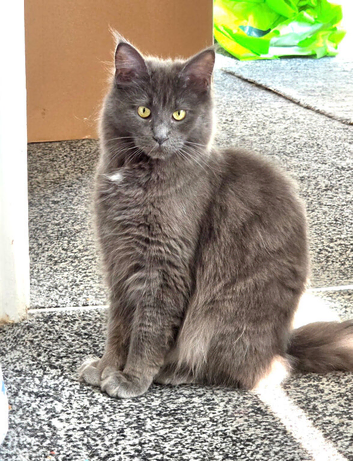 1/2 Maine coon kittens