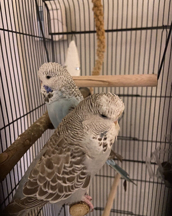 Budgies for Sale
